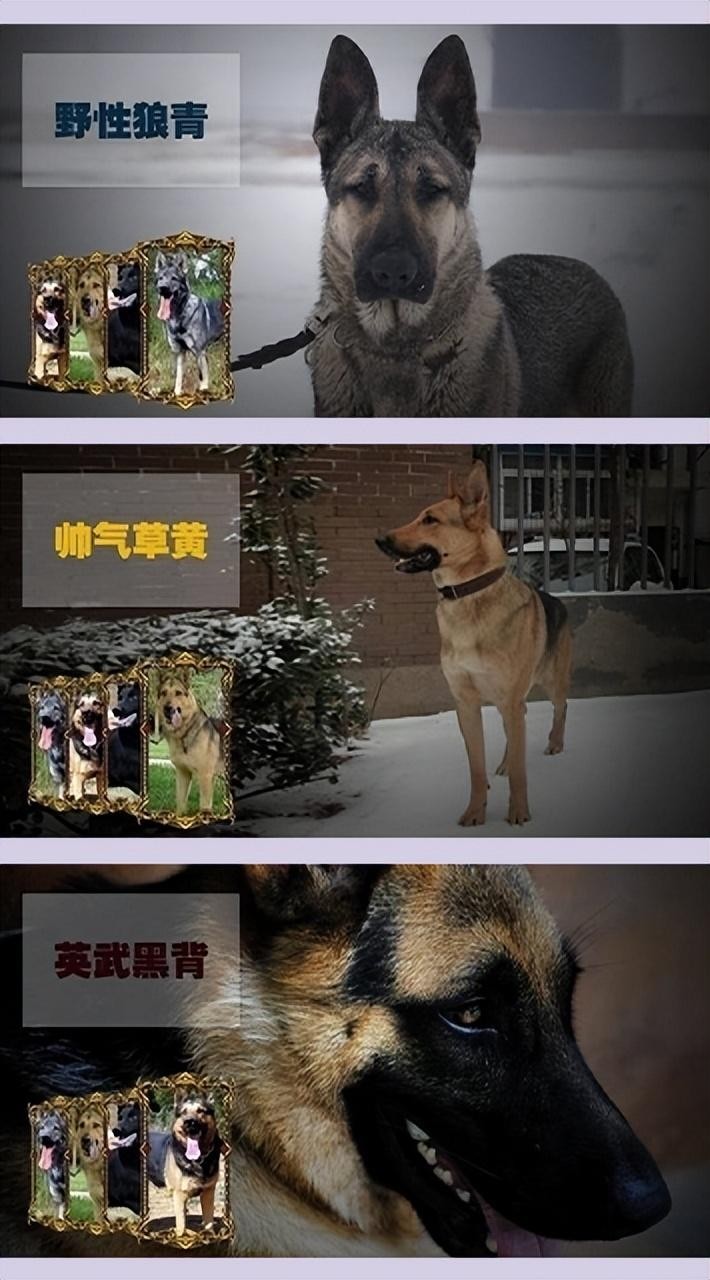 中国昆明犬，世界十大名犬之一，你知道它的优点吗？