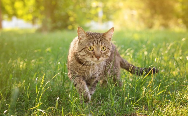 猫抓老鼠并不是为了吃真实原因让人有些心疼小老鼠