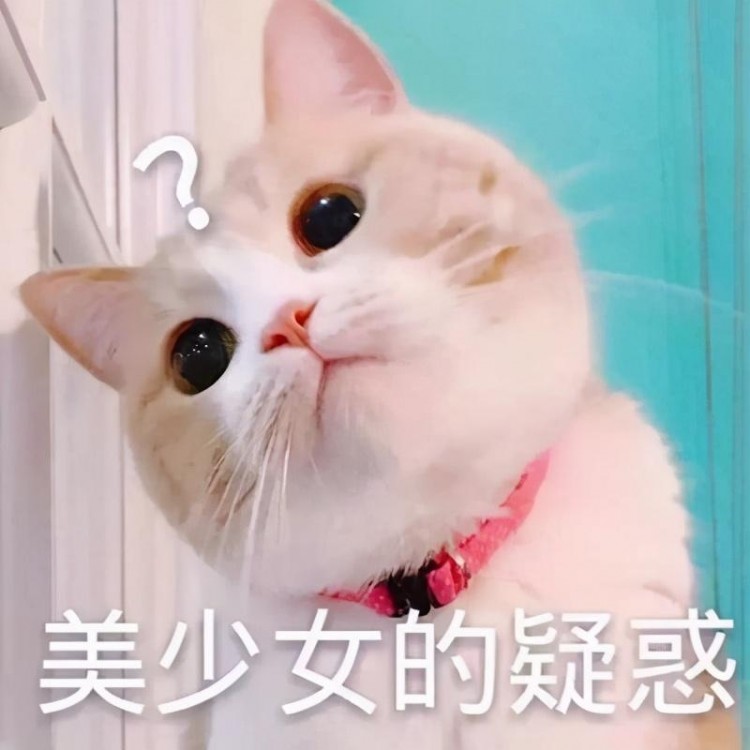 猫咪太肥会得病吗